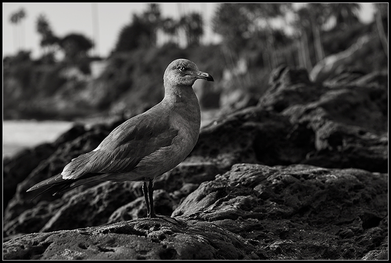 Seagull