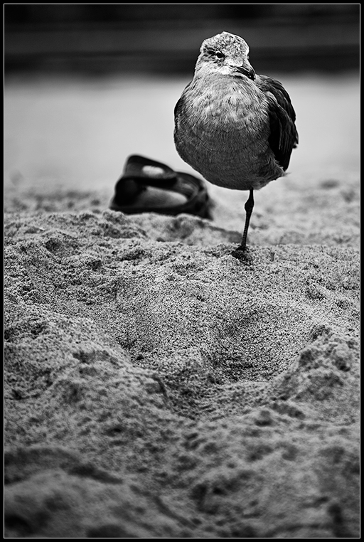 Shoegull