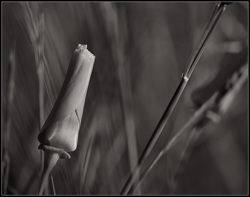 California Poppy #2