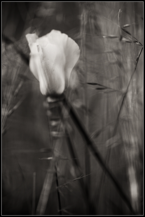 California Poppy #4
