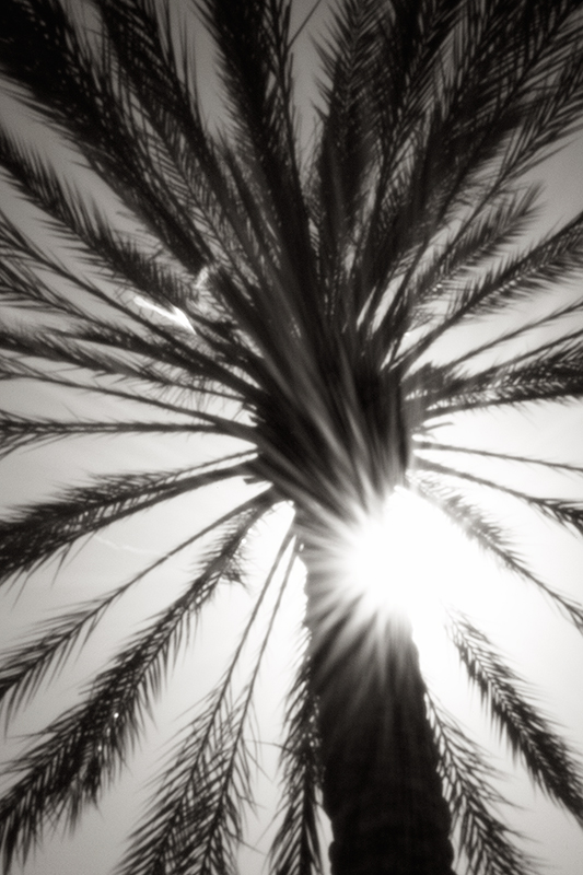 Palm