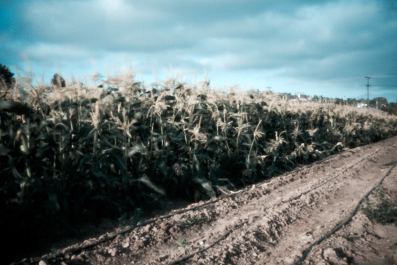 Corn Field, Orange County