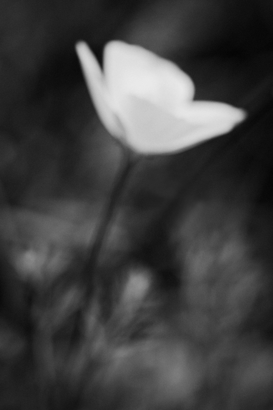 poppy 