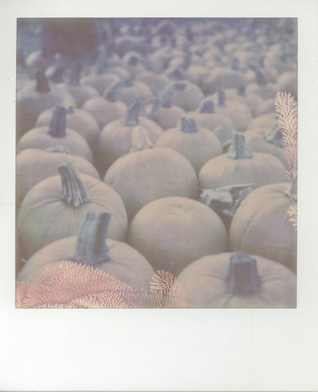 Pumpkin Patch1