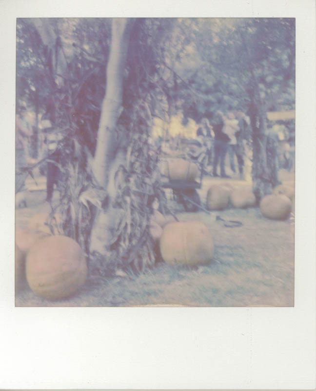 Pumpkin Patch3