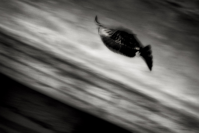 hoyl bird