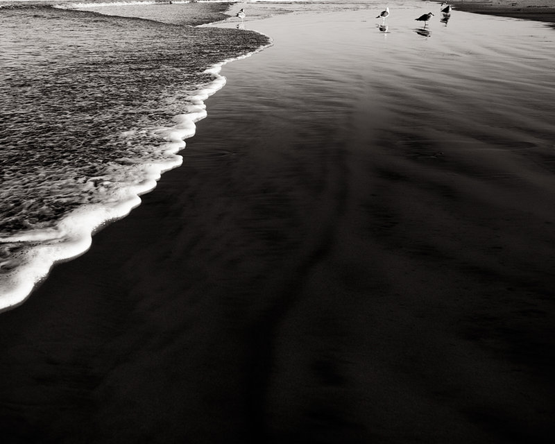 morning gulls