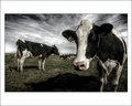 cOwMiX
