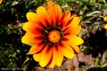Flower.jpg