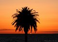Moonlight Palm.jpg