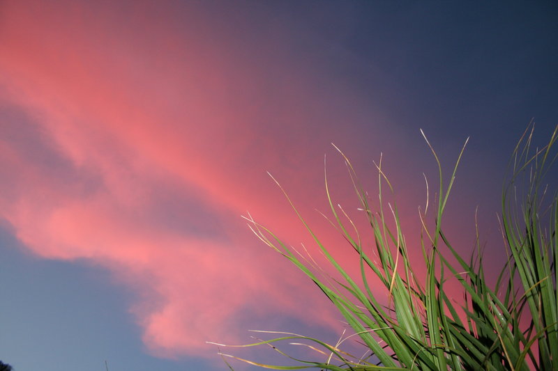sunset worms.jpg
