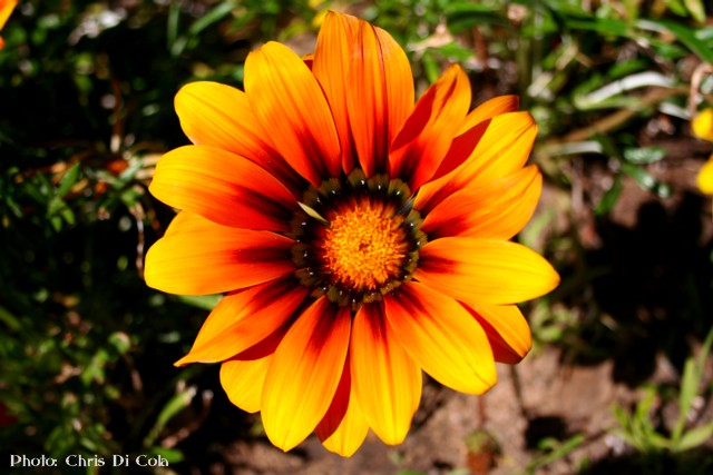 Flower.jpg