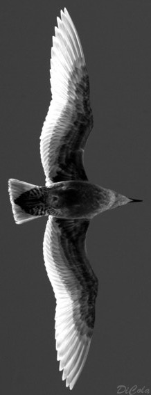 seagull.jpg