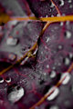 Plant Life 7