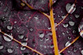 Plant Life 8