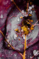 Plant Life 9