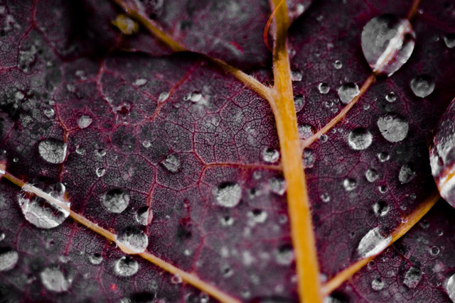 Plant Life 8