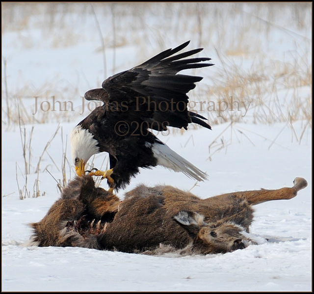 Eagle