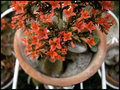 DSC04329red.jpg