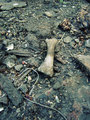 bone.jpg