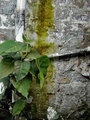 Peeling Paint