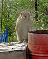 Thinking monkey
