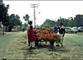 Orange seller