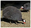 Bird2