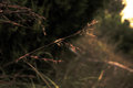 light