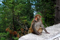 monkey