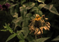 flowerlight