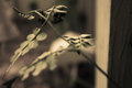 glowing-leaves.jpg