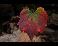 Grape vine leaf