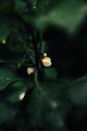 Fruit Flower