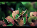 rain drops-2