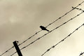 lone