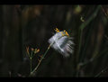 In the breeze