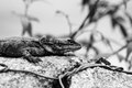 Lizard