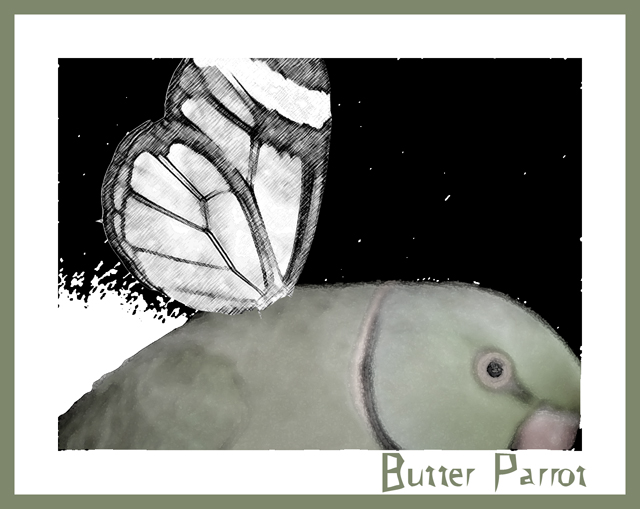 ButterParrot.jpg