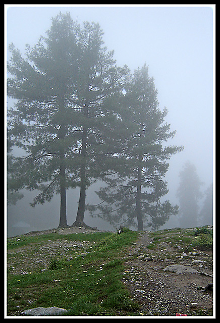 Lonely-Trees.jpg