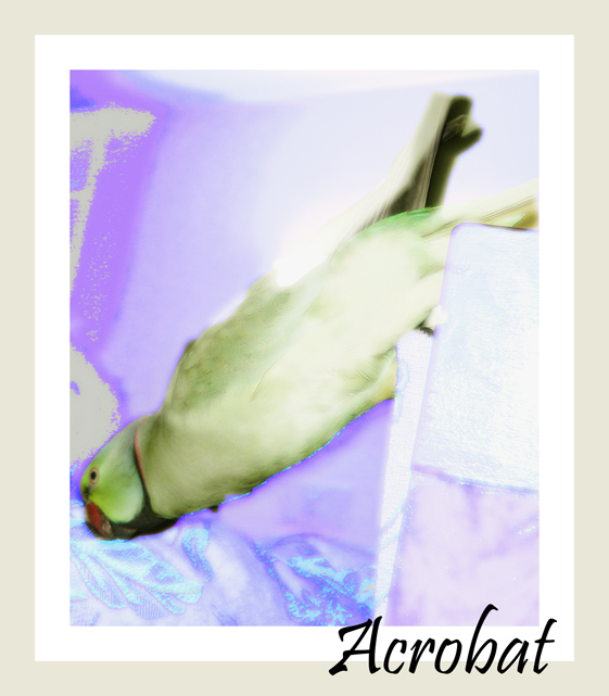 Acrobat.jpg