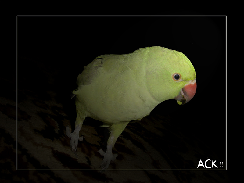 Ack.jpg