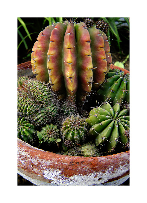 Cactus Metropolis