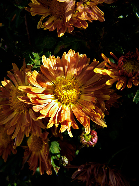 Sunlight