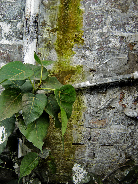 Peeling Paint