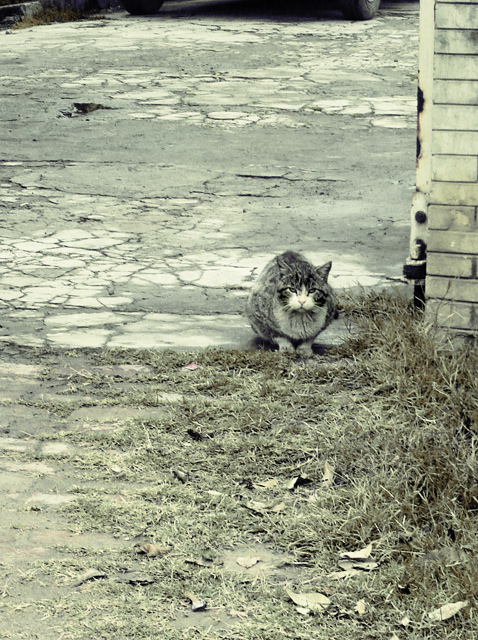 Cat stare