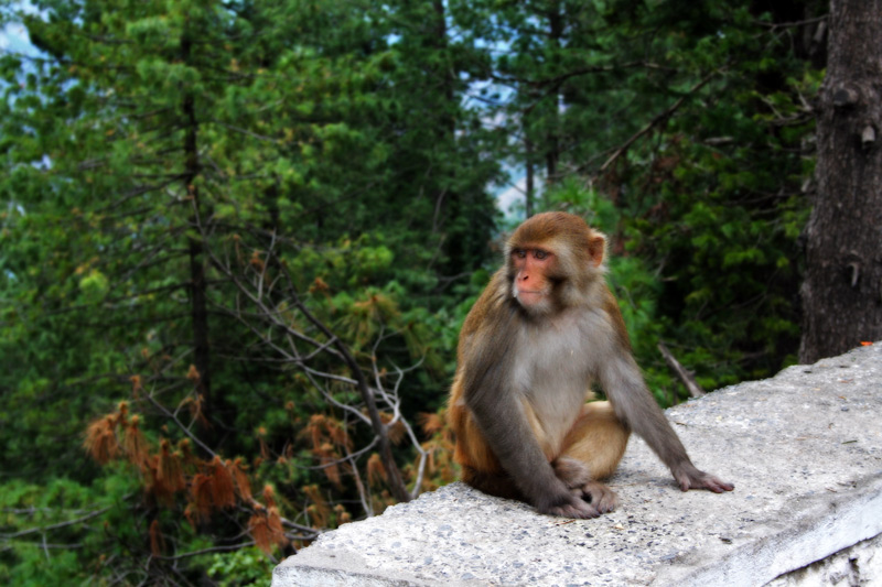 monkey