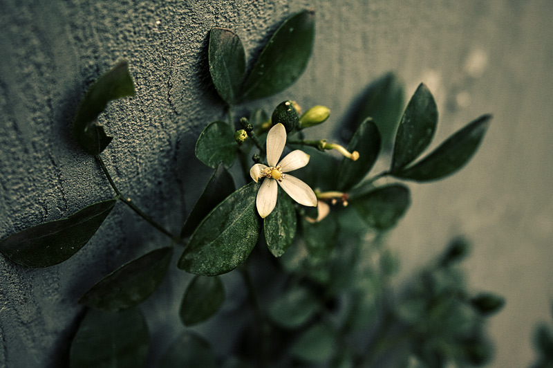 flower