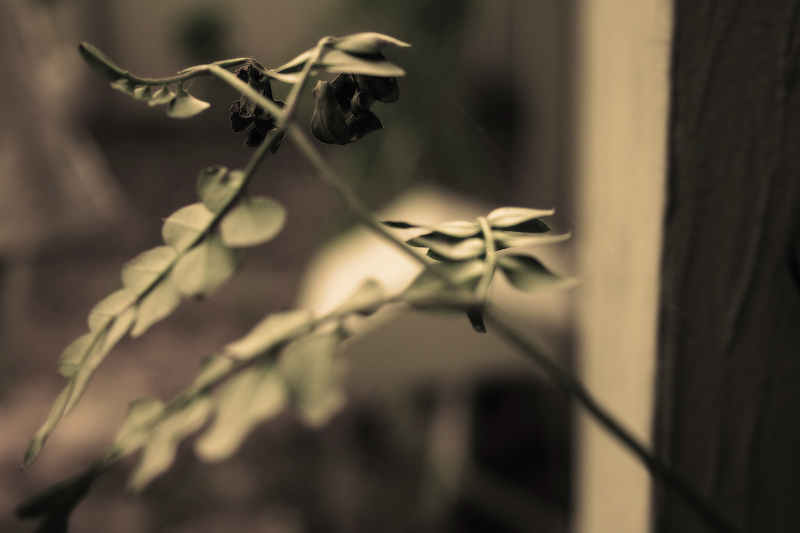 glowing-leaves.jpg