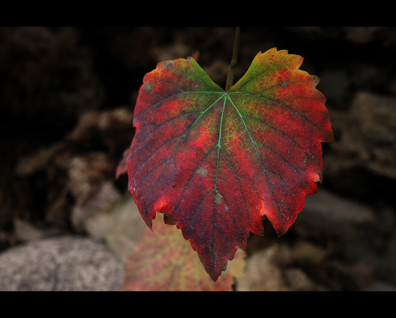 Grape vine leaf